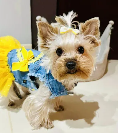 Chwila Dla Pupila - psi fryzjer Olsztyn, strzyżenie psów, fryzjer dla psa